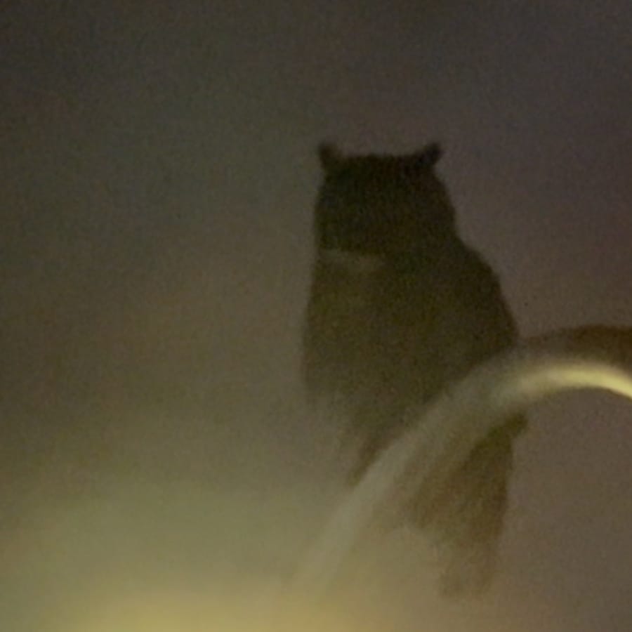 the story behind “owl”